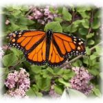 OA Central Florida Intergroup